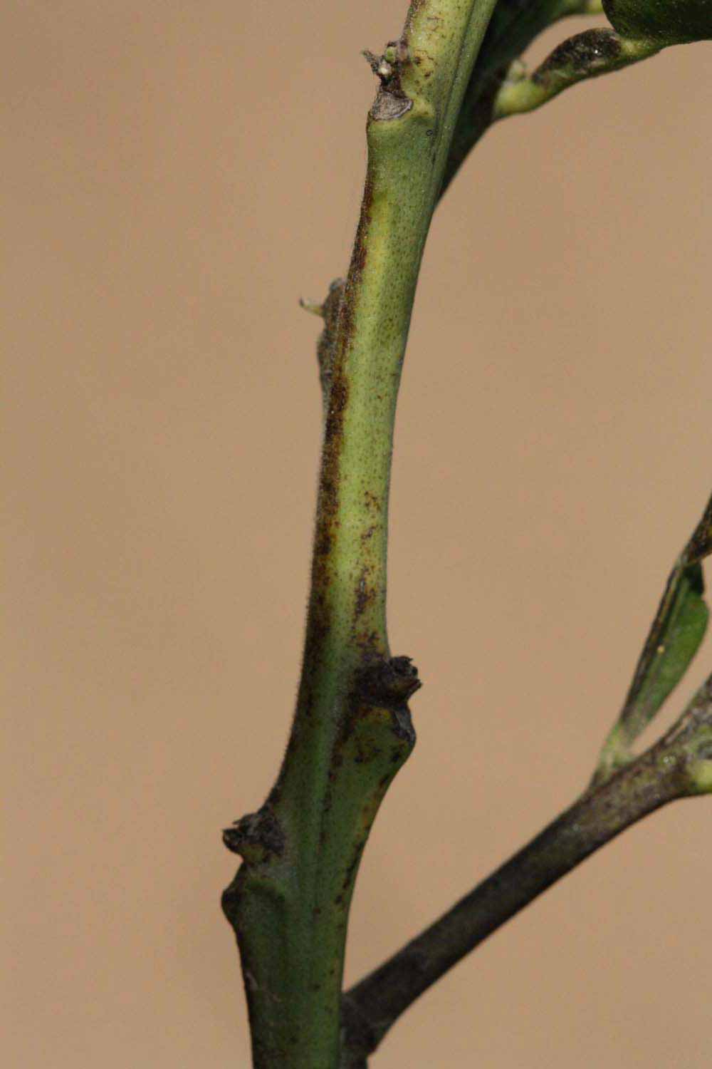            First year twig (Riverside, CA)   